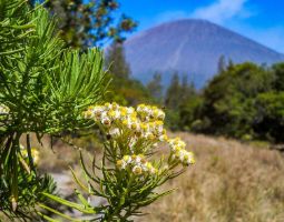 Mengenal Bunga Edelweiss Simbol Keberanian dan Keteguhan di Pegunungan